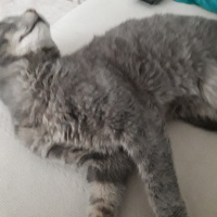 Mavi Rus, Kedi  Duman fotoğrafı