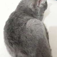 Mavi Rus, Kedi  Duman fotoğrafı