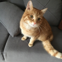 Tekir Kedi, Kedi  Tarçın fotoğrafı