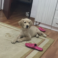 Golden Retriever, Köpek  Mars fotoğrafı