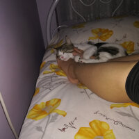 Tekir Kedi, Kedi  Luna fotoğrafı