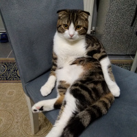 Tekir Kedi, Kedi  Köpük fotoğrafı