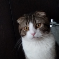 Tekir Kedi, Kedi  Köpük fotoğrafı