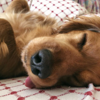 Amerikan Cocker Spaniel, Köpek  Tommy fotoğrafı