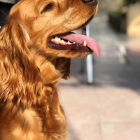 Amerikan Cocker Spaniel, Köpek  Tommy fotoğrafı