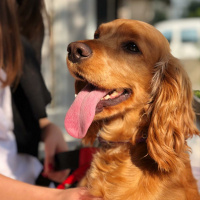 Amerikan Cocker Spaniel, Köpek  Tommy fotoğrafı
