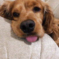 Amerikan Cocker Spaniel, Köpek  Tommy fotoğrafı