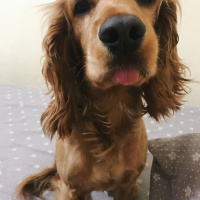 Amerikan Cocker Spaniel, Köpek  Tommy fotoğrafı