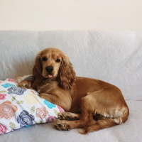 Amerikan Cocker Spaniel, Köpek  Tommy fotoğrafı