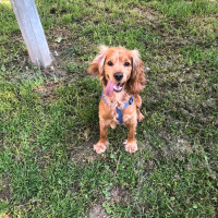 Amerikan Cocker Spaniel, Köpek  Tommy fotoğrafı