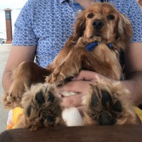 Amerikan Cocker Spaniel, Köpek  Tommy fotoğrafı