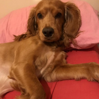 Amerikan Cocker Spaniel, Köpek  Tommy fotoğrafı