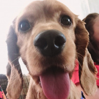 Amerikan Cocker Spaniel, Köpek  Tommy fotoğrafı