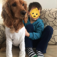 Amerikan Cocker Spaniel, Köpek  Tommy fotoğrafı
