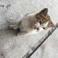 Tekir Kedi, Kedi  Portakal fotoğrafı