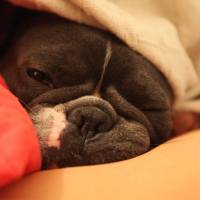 Fransız Bulldog, Köpek  dom fotoğrafı