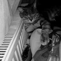 Tekir Kedi, Kedi  Minnoşcan fotoğrafı