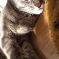 Tekir Kedi, Kedi  Minnoşcan fotoğrafı