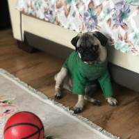 Pug, Köpek  Eyşan fotoğrafı
