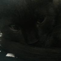 Tekir Kedi, Kedi  Şakir fotoğrafı