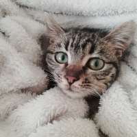 Tekir Kedi, Kedi  Jupi fotoğrafı