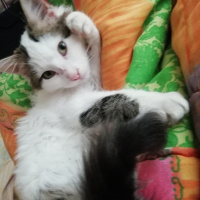 Tekir Kedi, Kedi  Jupi fotoğrafı