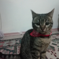 Tekir Kedi, Kedi  Jupi fotoğrafı
