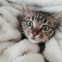 Tekir Kedi, Kedi  Jupi fotoğrafı