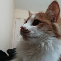 Tekir Kedi, Kedi  Jupi fotoğrafı