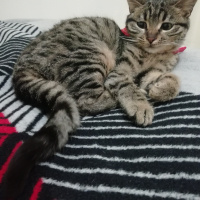 Tekir Kedi, Kedi  Jupi fotoğrafı