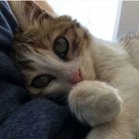 Tekir Kedi, Kedi  Jupi fotoğrafı