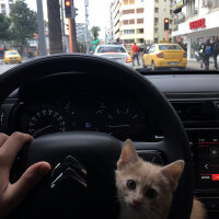 Sarman, Kedi  Badem fotoğrafı