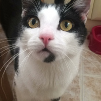 Tuxedo (Smokin) Kedi, Kedi  Zeytin fotoğrafı