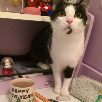 Tuxedo (Smokin) Kedi, Kedi  Zeytin fotoğrafı