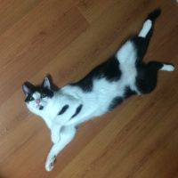 Tuxedo (Smokin) Kedi, Kedi  Zeytin fotoğrafı
