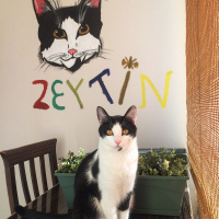 Tuxedo (Smokin) Kedi, Kedi  Zeytin fotoğrafı