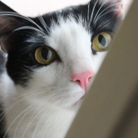 Tuxedo (Smokin) Kedi, Kedi  Zeytin fotoğrafı
