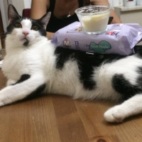 Tuxedo (Smokin) Kedi, Kedi  Zeytin fotoğrafı