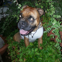 Boxer, Köpek  fazilet fotoğrafı