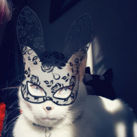 Tekir Kedi, Kedi  Köpük fotoğrafı