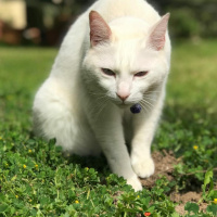 Tekir Kedi, Kedi  Köpük fotoğrafı