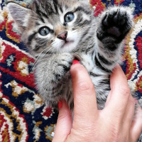 Tekir Kedi, Kedi  Köpük fotoğrafı