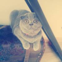 Scottish Fold, Kedi  Mia fotoğrafı