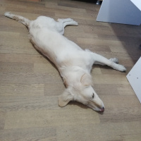 Golden Retriever, Köpek  Leydi fotoğrafı