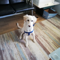 Golden Retriever, Köpek  Leydi fotoğrafı