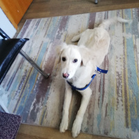 Golden Retriever, Köpek  Leydi fotoğrafı