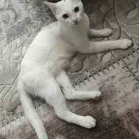 Van Kedisi, Kedi  Vanilya fotoğrafı