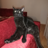 Bombay, Kedi  Atiba fotoğrafı