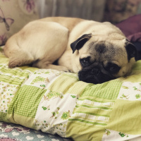 Pug, Köpek  Patron fotoğrafı