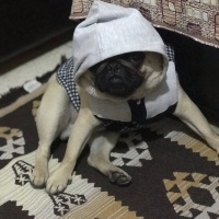 Pug, Köpek  Patron fotoğrafı